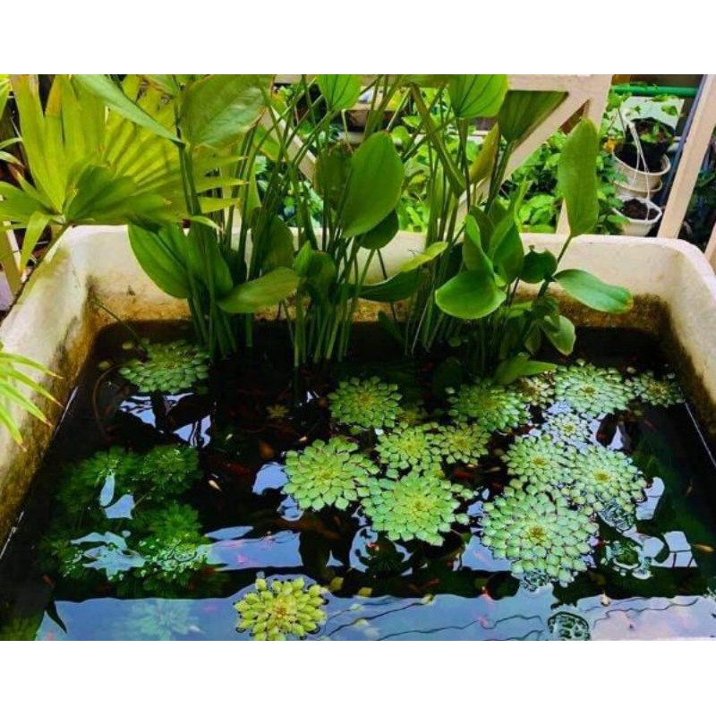 ẤU THÁI  5 CÂY