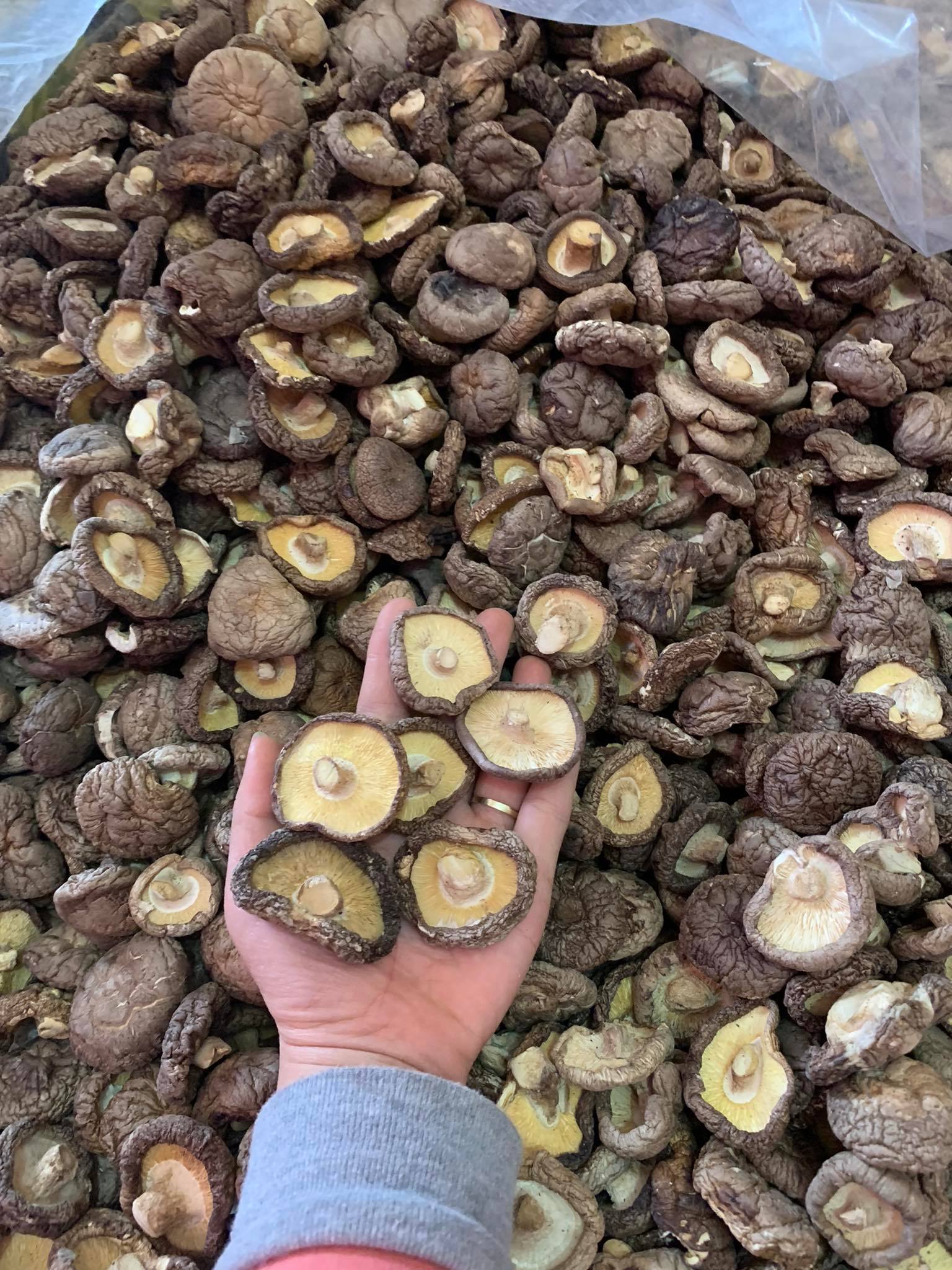 Nấm hương khô loại đặc biệt