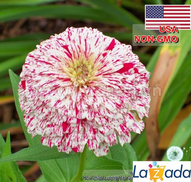 50h Hạt Giống Hoa Cúc Lá Nhám CandyStripe (C4.200| -KD: B41*V73*M165)
