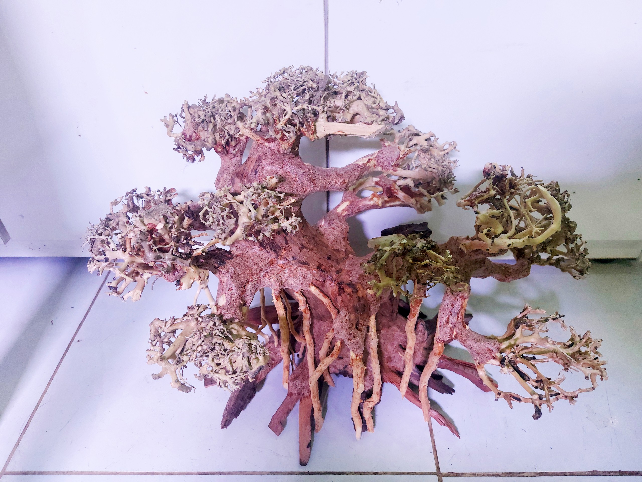 Lũa Bonsai Mini kiểu dáng xoè Trang Trí Bể Cá - Bể Thủy Sinh (C:30cm D: 40cm)