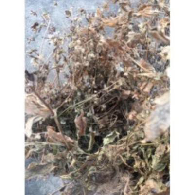 1kg cây cứt lợn khô (hoa ngũ sắc, cây cỏ hôi)