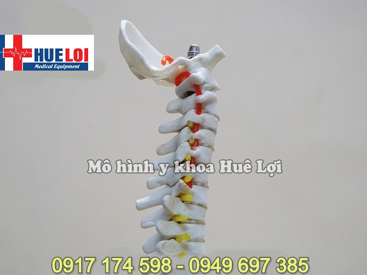 [HCM]Mô hình xương cột sống 45cm