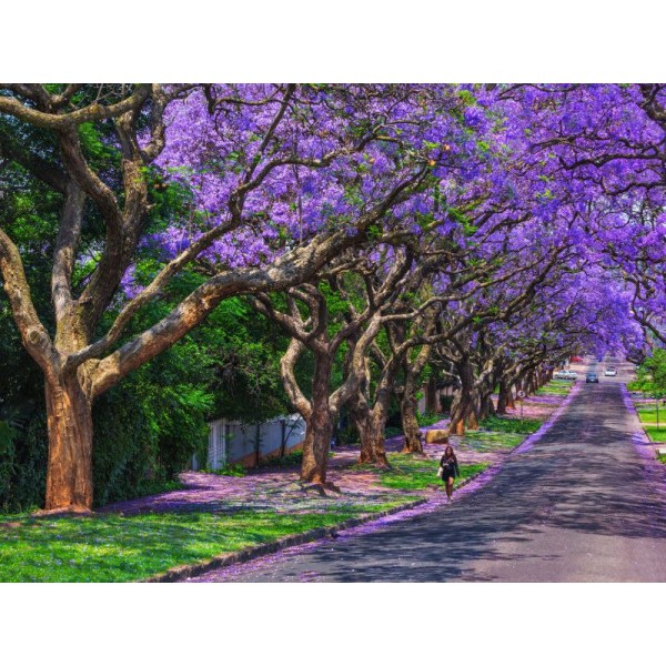 Cây giống hoa Phượng Tím - Jacaranda mimosifolia