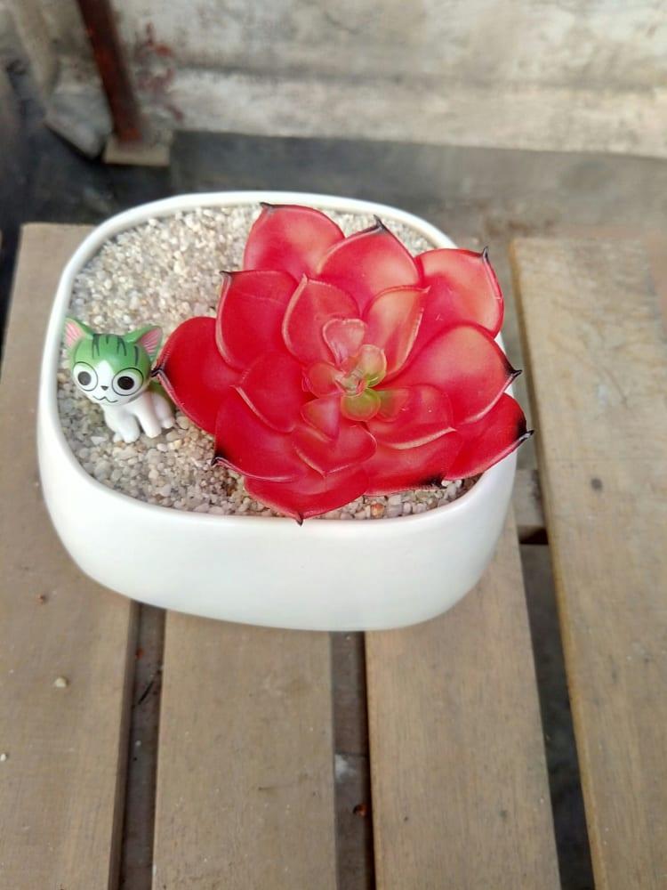 Sen đá đỏ lá to bằng nhựa