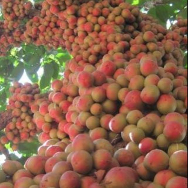 Cây dâu da đất giống