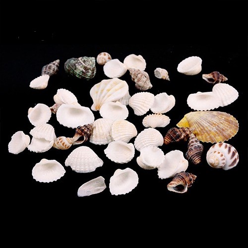 Vỏ ốc biển vỏ sò trang trí hồ cá decor đẹp mắt