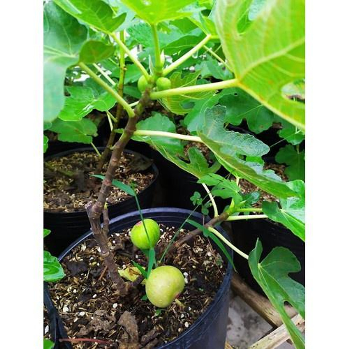 Cây Sung Mỹ siêu trái + (500g) phân thỏ hữu cơ