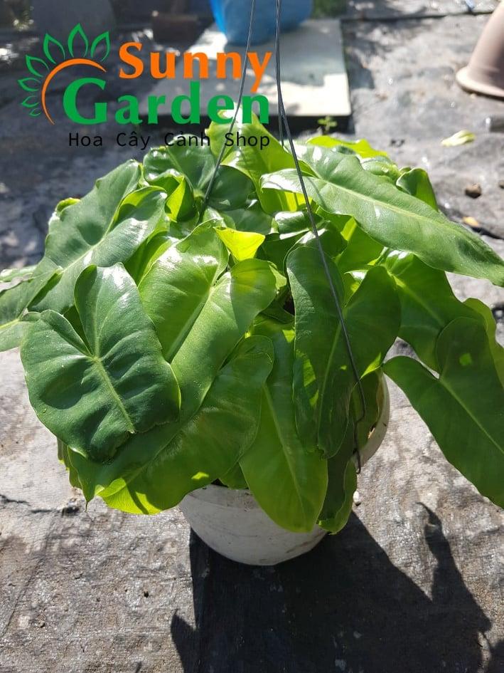 Trầu Bà Tai Phật - Cây Cảnh Chậu Treo