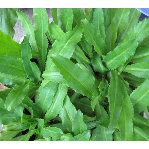 100H - #Hạt_Giống_Mùi_Tàu ( tặng kèm kích mầm và phân bón )