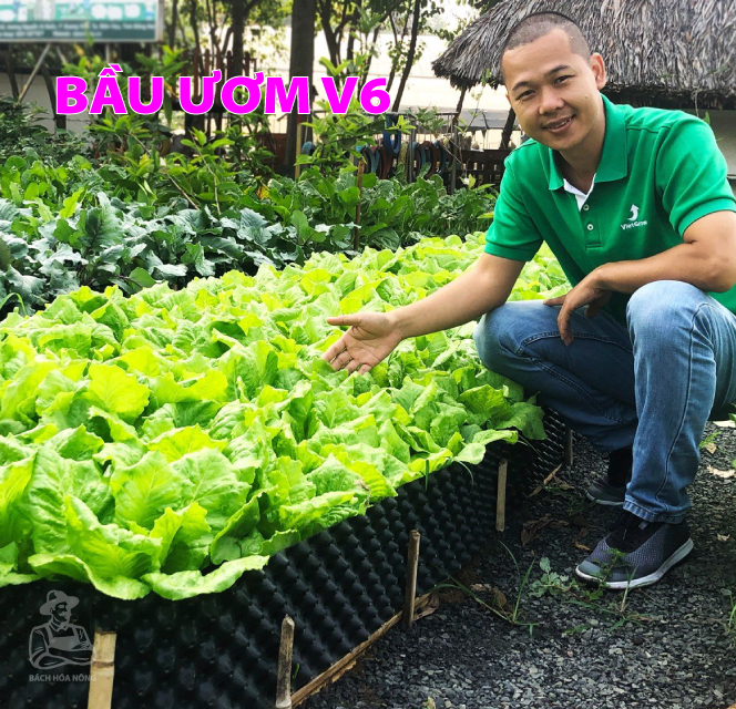 Bầu ươm V6 PHỔ THÔNG - dầy 0.7mm