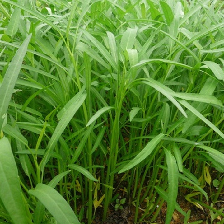 Hạt giống rau muốn gói 50gram