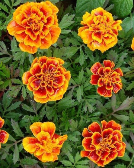 Hạt giống hoa cúc vạn thọ sao mai - gói 50 hạt