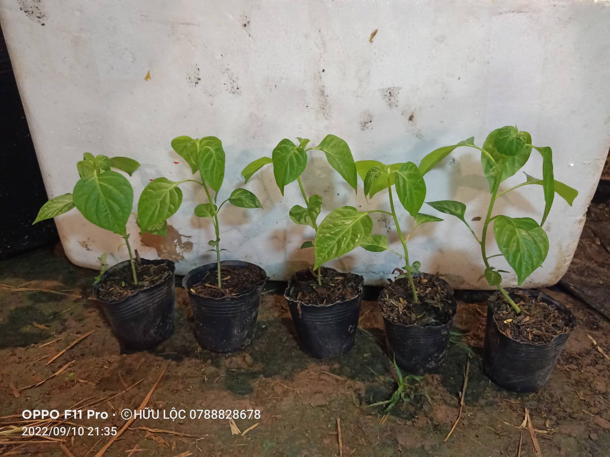 Cây Ớt Habanero Combo 5 Cây