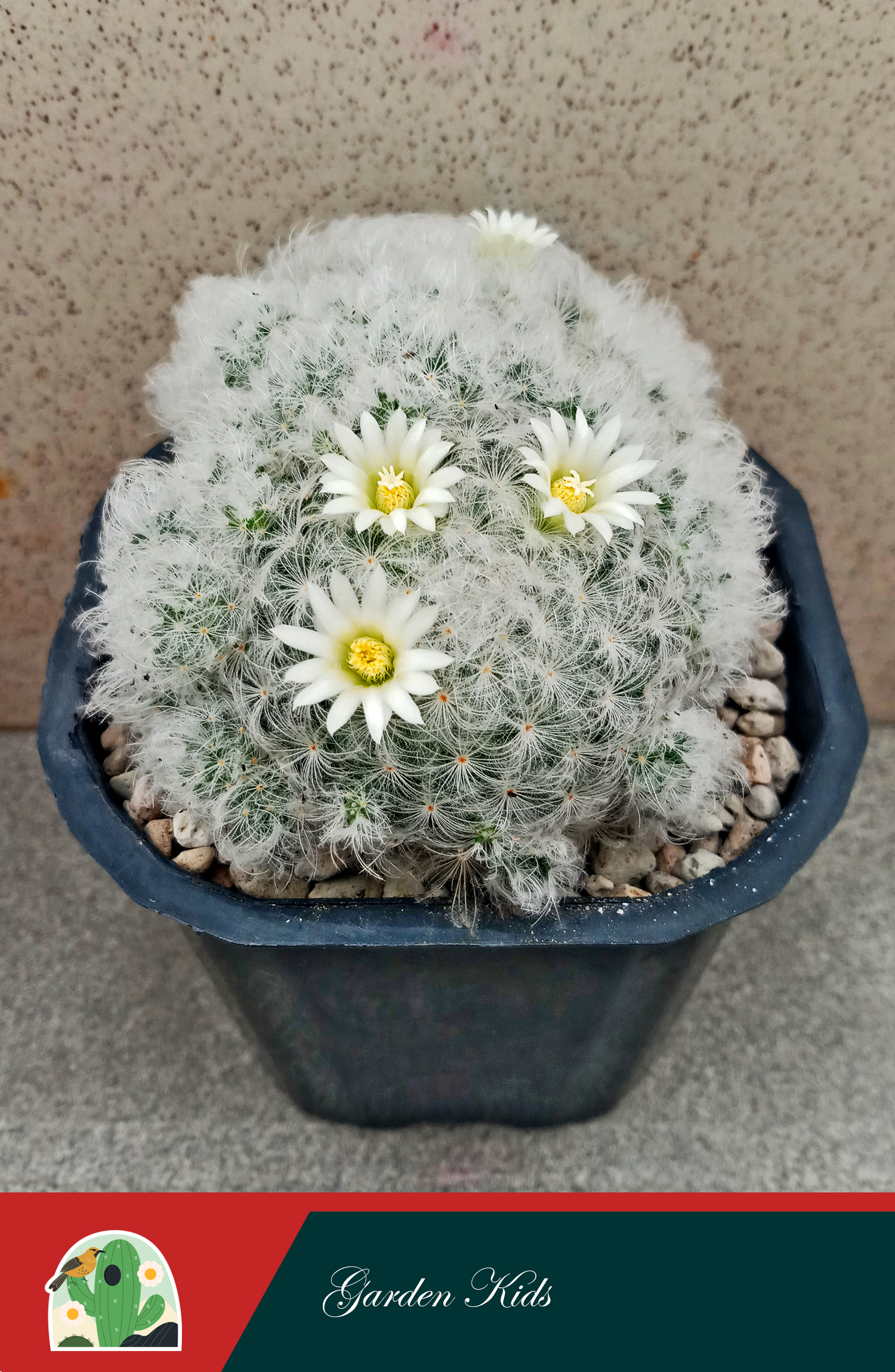Xương rồng bông gòn trắng (Mammillaria Plumosa)