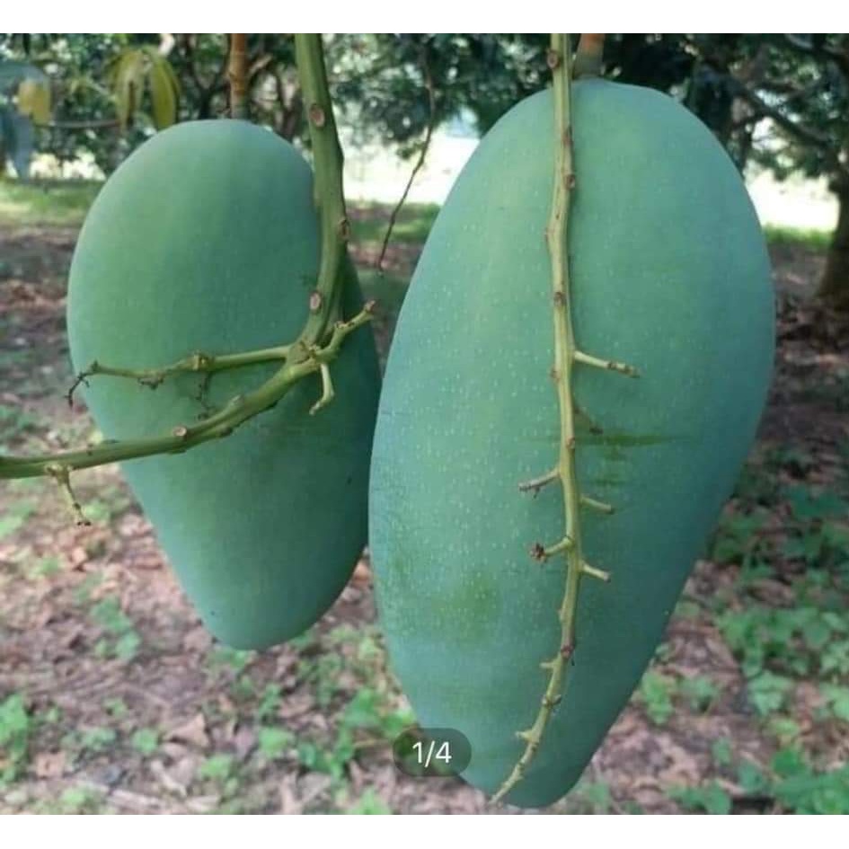 Cây giống xoài tượng da xanh
