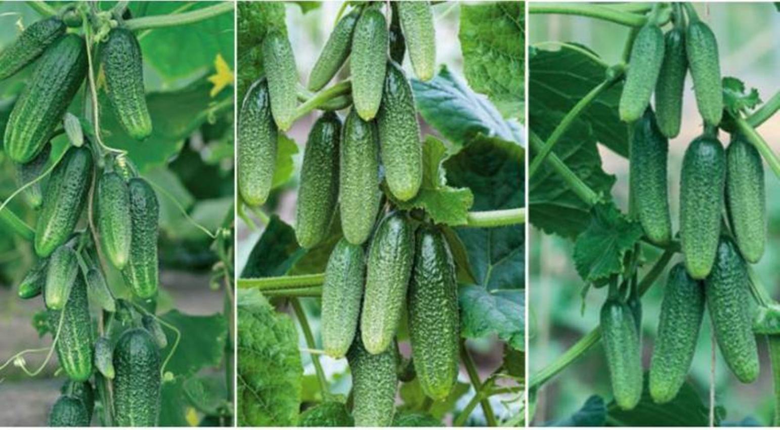 Hạt giống Dưa chuột chùm