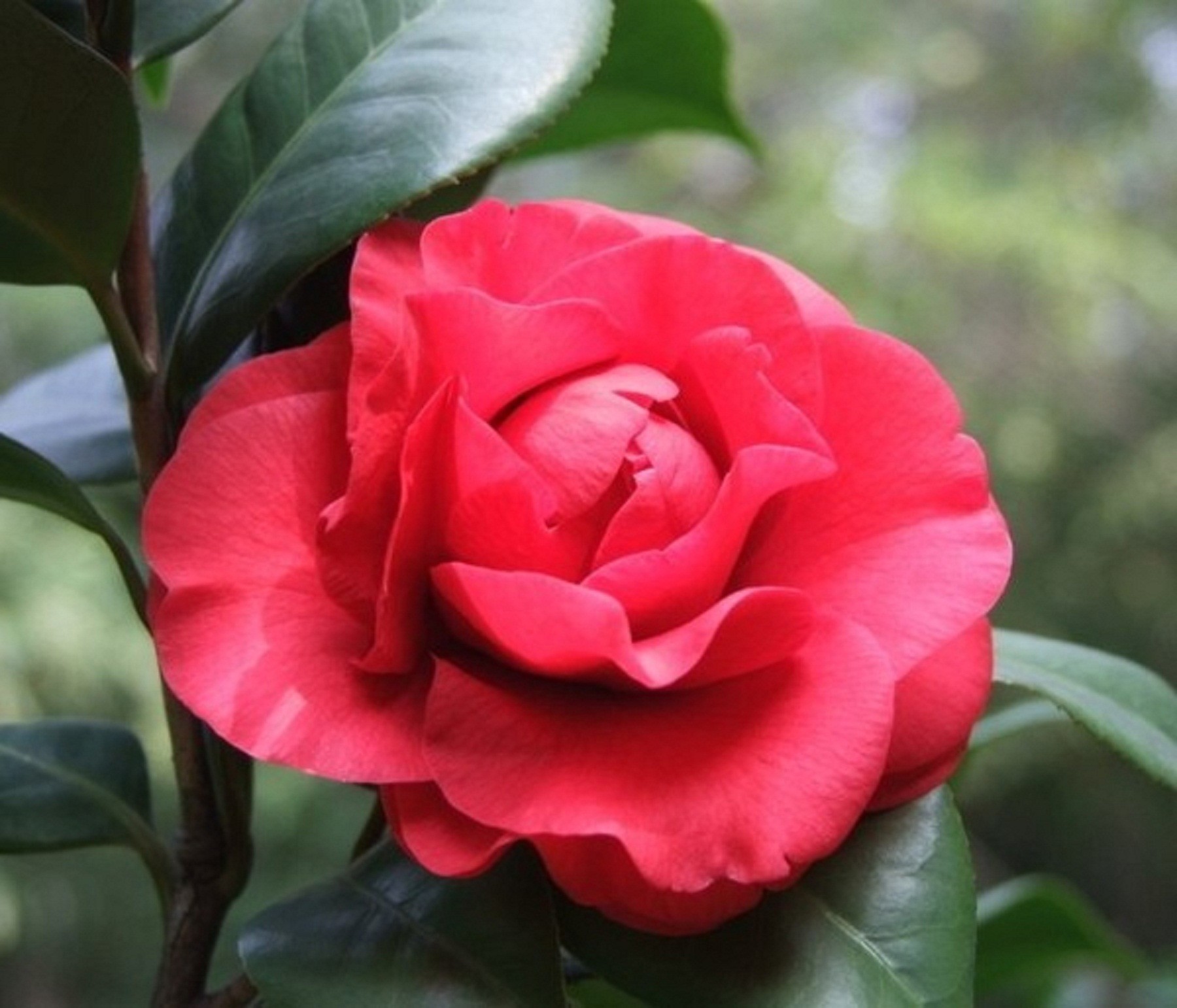 hoa trà my tứ quý gửi đi nguyên chậu, loại hoa cực quý nở hoa 4 mùa quanh năm - TM4Q