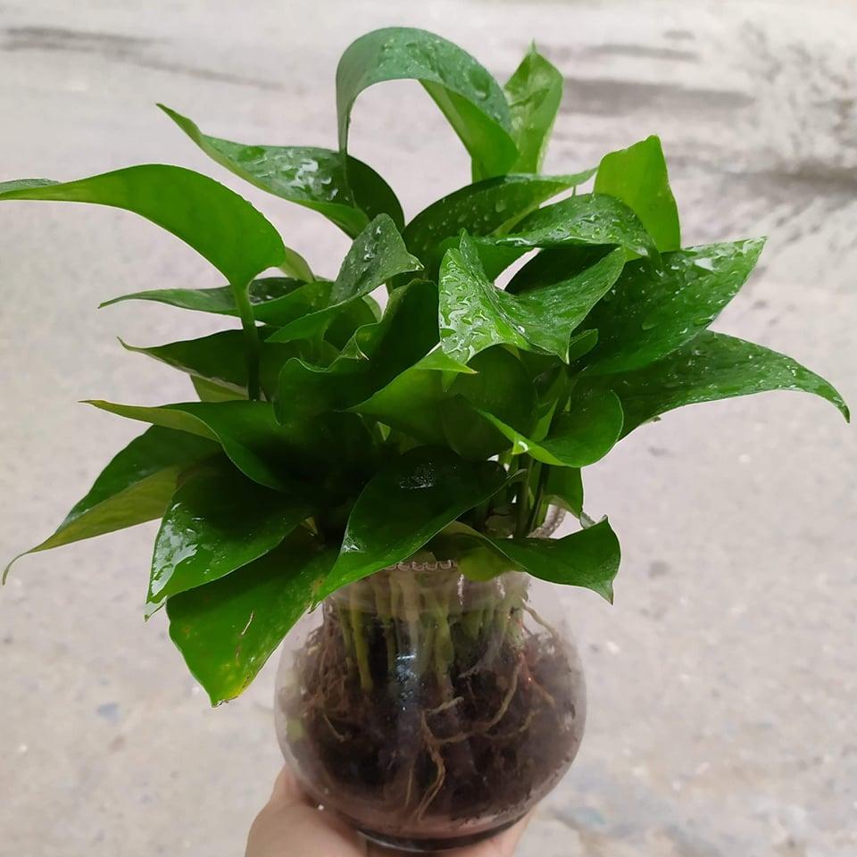 Cây Trầu Bà Thủy Sinh