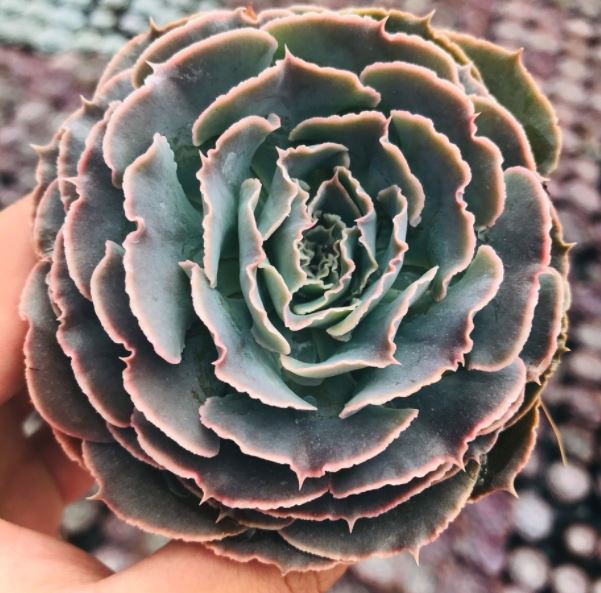 SEN ĐÁ BẮP CẢI LIGHT PURPLE ĐÀ LẠT