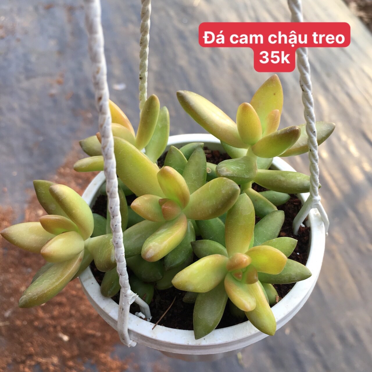 Sen đá đá cam chậu treo