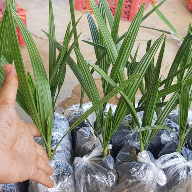 Cây giống Chà Là Barhee (cấy mô siêu sớm quả vàng)