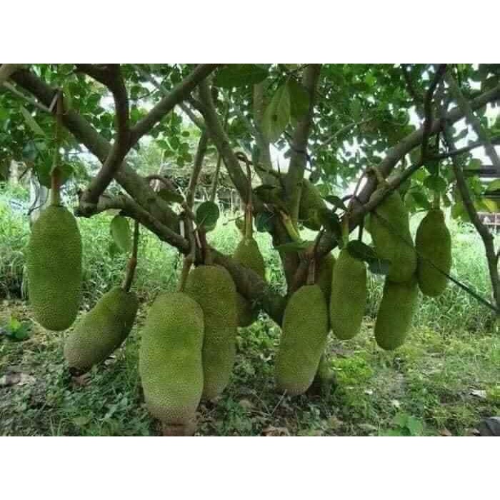 Cây Giống mít trái dài Malaysia (CHUẨN GIỐNG GỐC GHÉP SIÊU TRÁI)