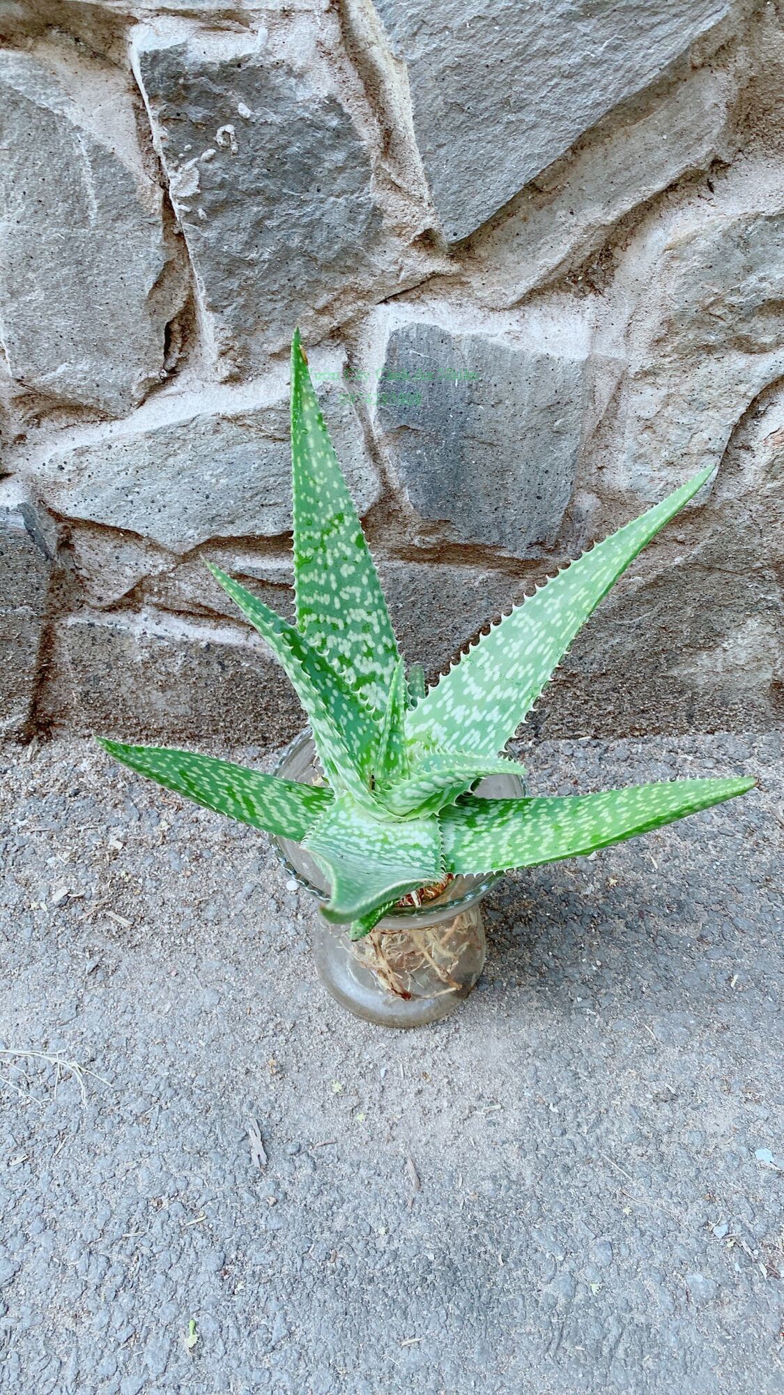 Chậu Cây Nha Đam Thái