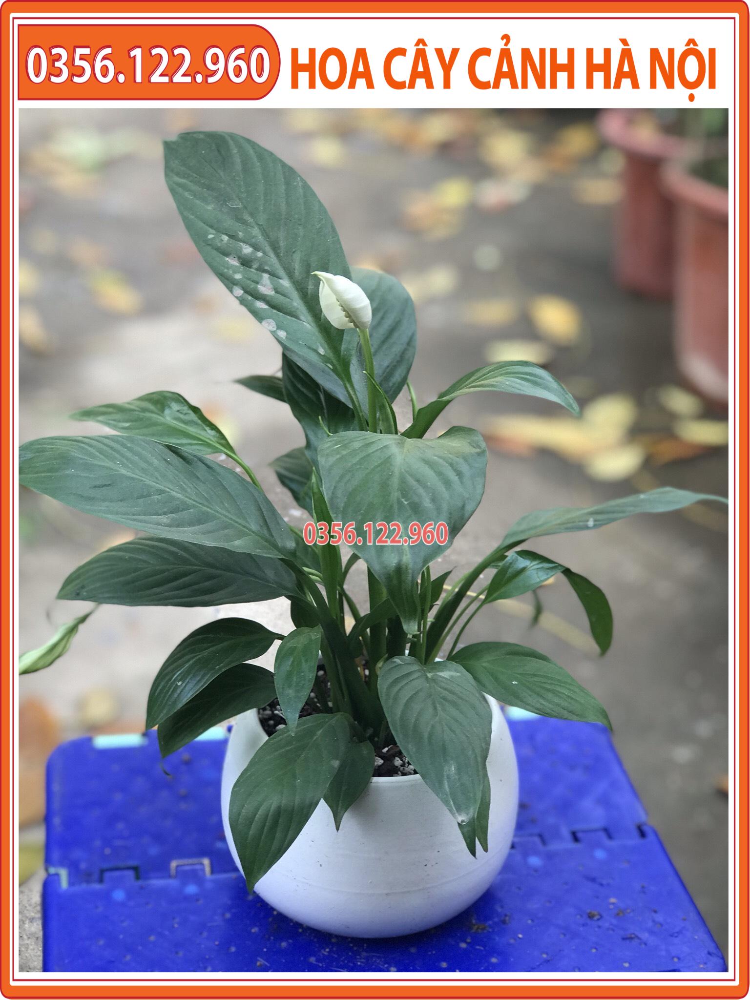 Chậu cây lan ý để bàn