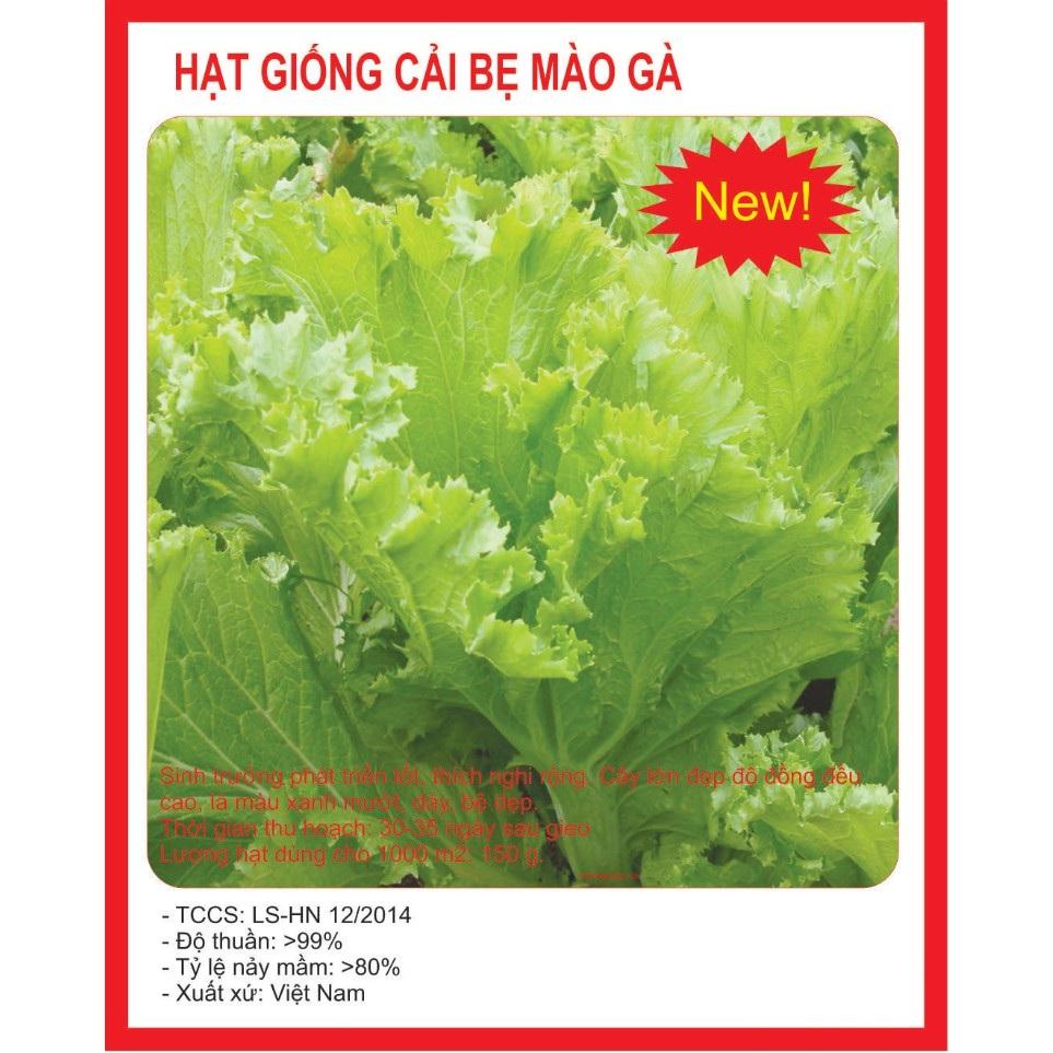 Hạt giống cải bẹ mào gà