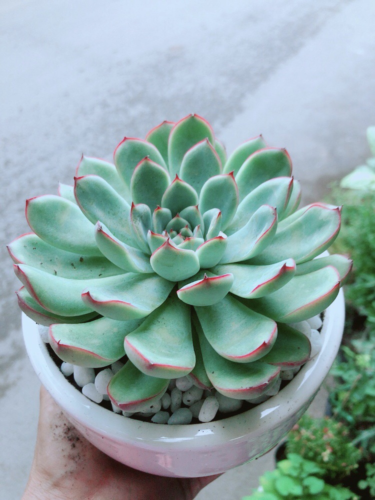Chậu Sen Đá Viền Hồng