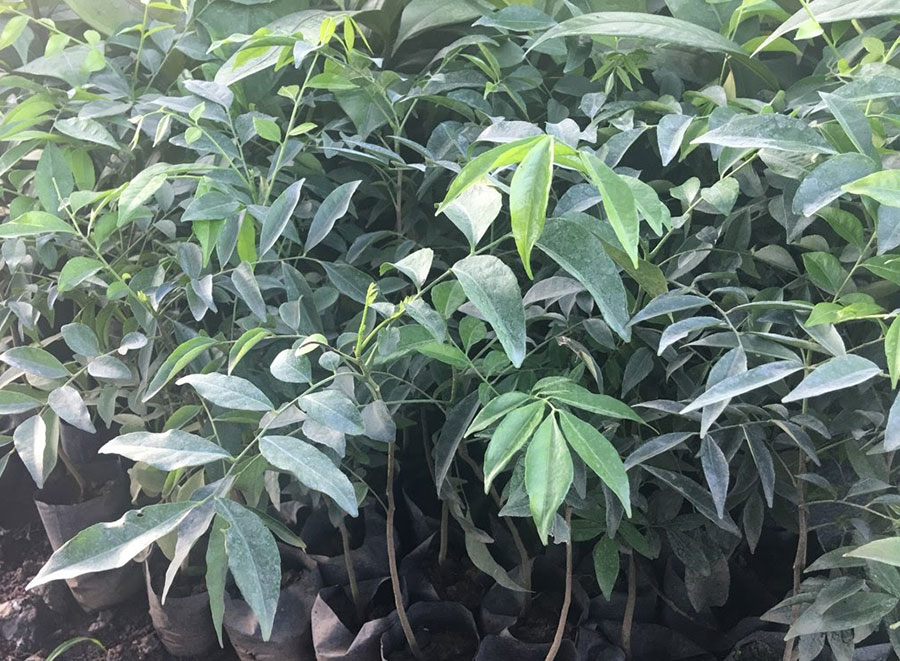 COMBO 2 CÂY MẮC MẬT GIỐNG (ảnh thật) -CÂY GIA VỊ  ( CAO 60-70CM)