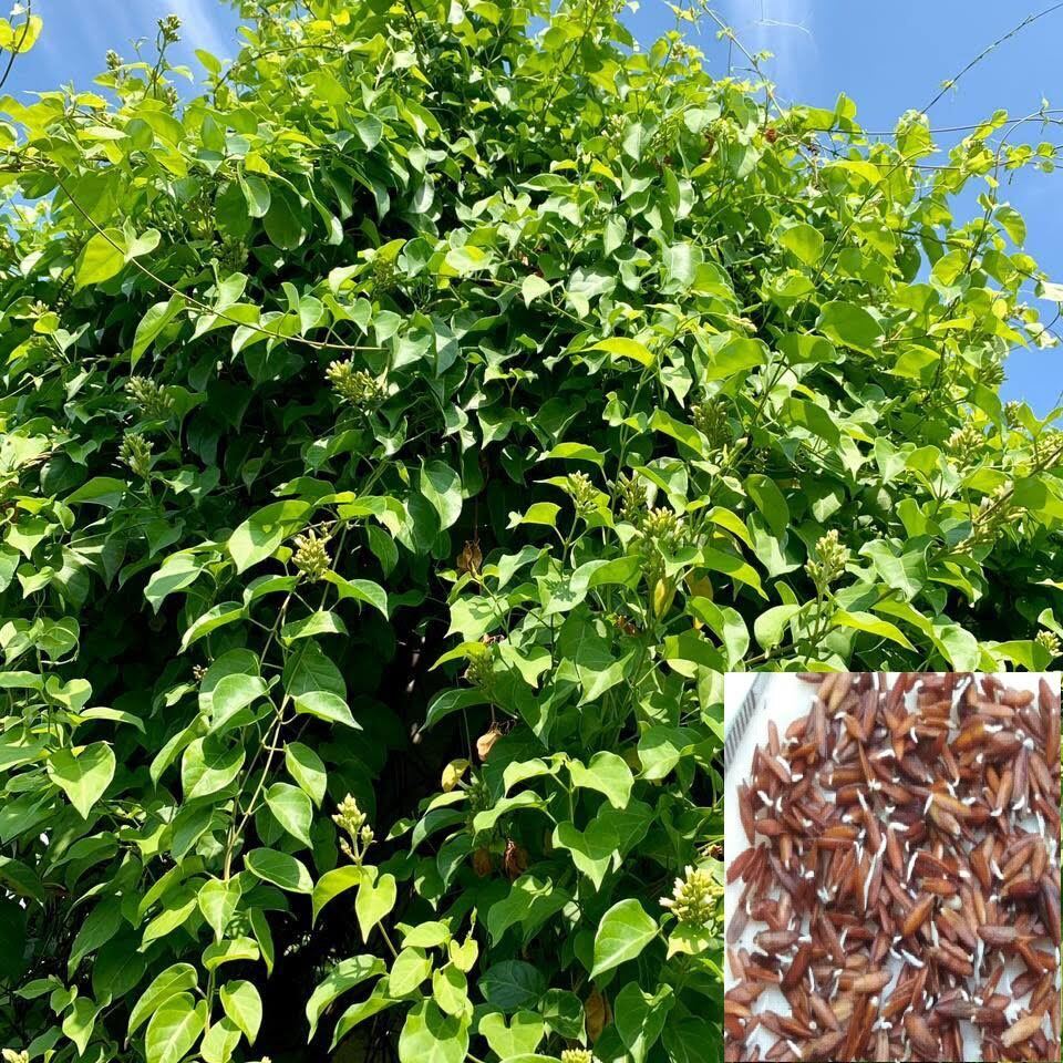 Hạt Giống Lá Giang