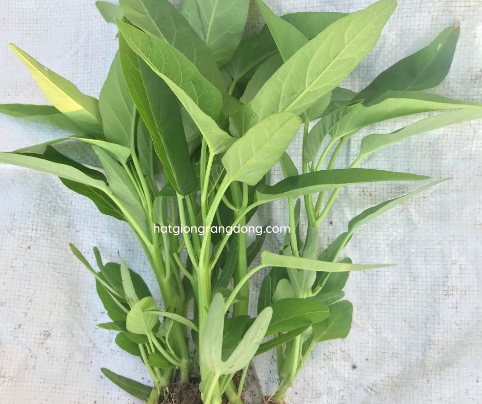 Hạt giống rau muống lá lớn