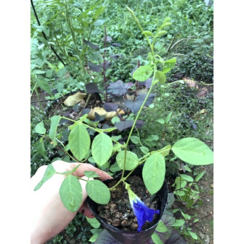 ♤♤ Cây đậu biếc