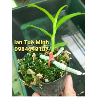 Đá perlite trồng sen đá, giúp đất tơi xốp