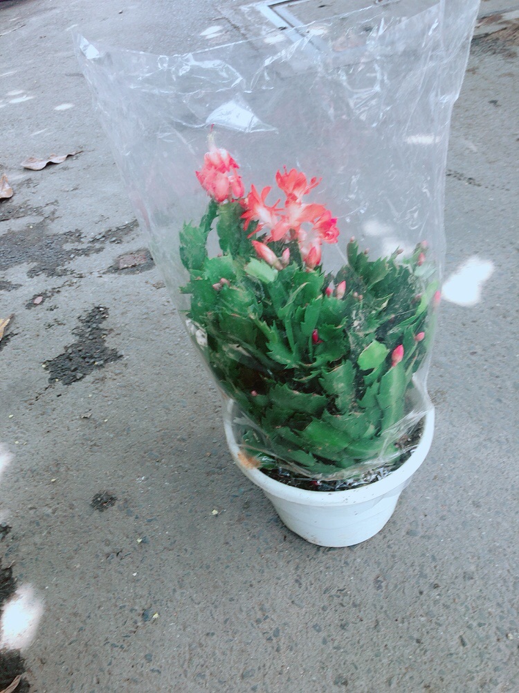 Chậu Hoa Tiểu Quỳnh