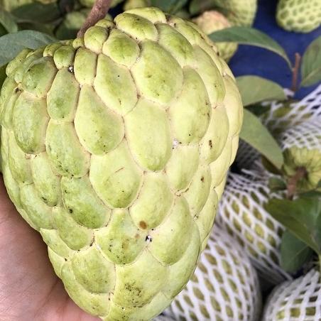 mãng cầu thái