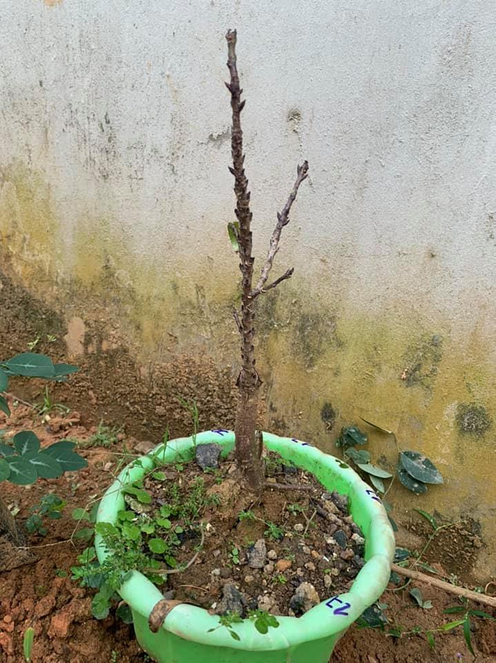 [Viện Nghiên Cứu Di Chuyền Nông Nghiệp] CÂY ĐÀO TIẾN VUA