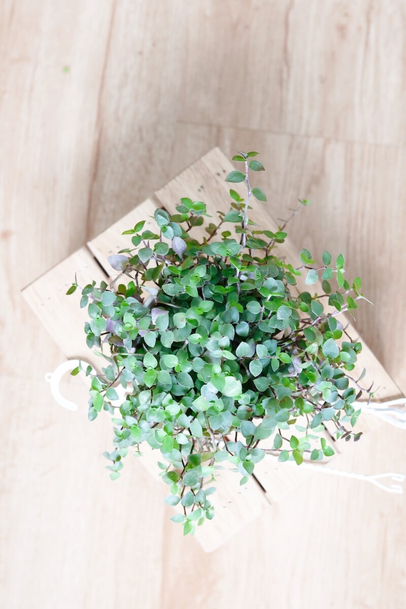 Cây Callasia repens - Cây Tổ Ong (chậu treo hoặc chậu đất nung)
