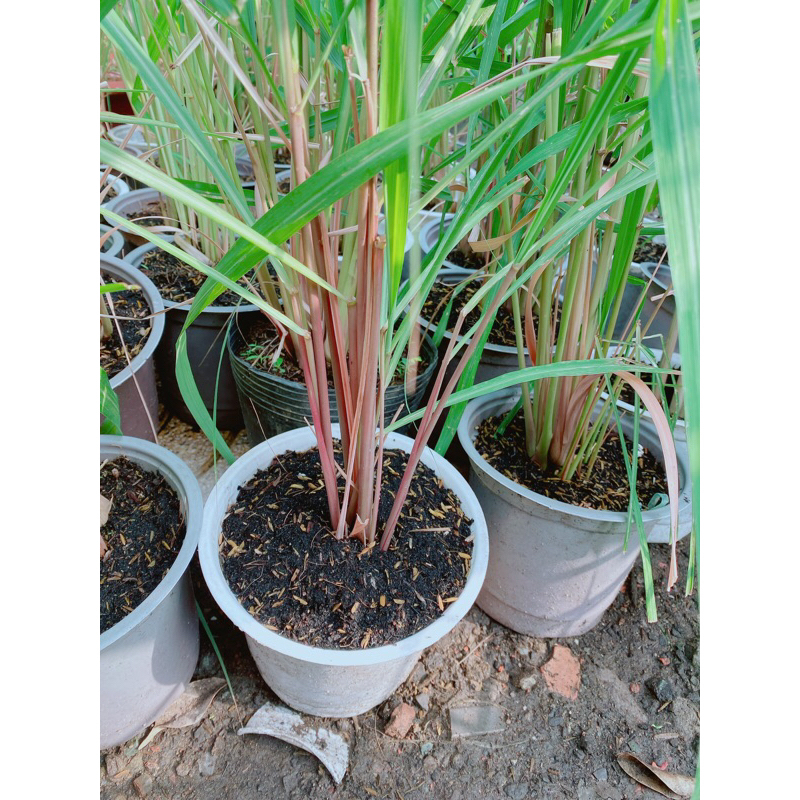 Bụi Sả Thái (Sả Java)