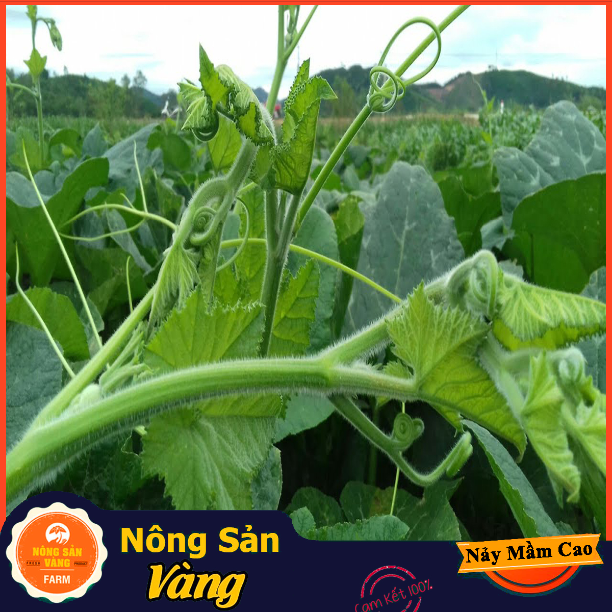 Seeds pumpkin super open pumpkin take tops (pack of 10 grams)-shallow gold