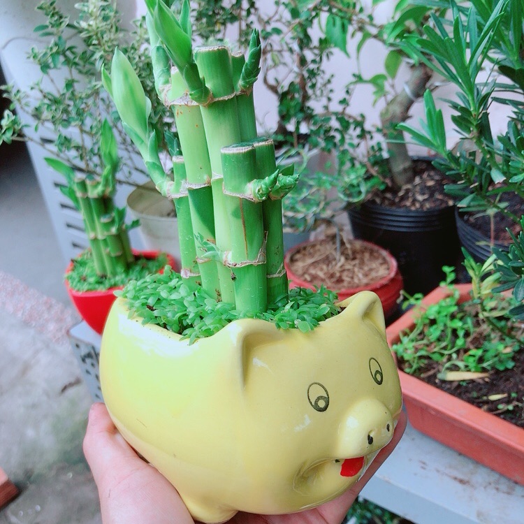 Chậu cây trúc phát tài heo vàng