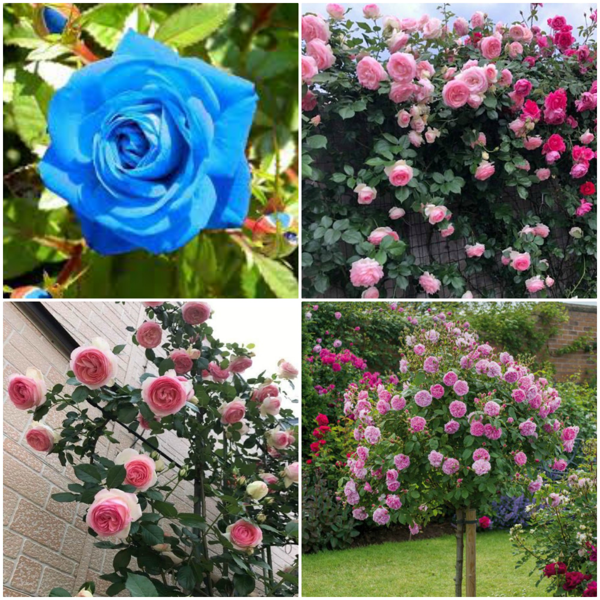 0E Combo 3 gói TÚI ZIP Hoa Hồng (20 Hạt Hồng Leo Pháp, 5 Hạt Hoa Hồng Xanh, 10 hạt Hồng Thân Gỗ) Tặng Kích Mầm Hoặc Phân Bón Chuyên Dụng Cho HOa Hồng