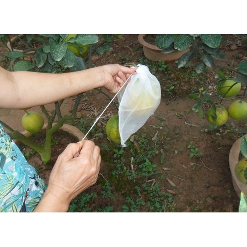 Bao trái cây Hoa Mai 25x30