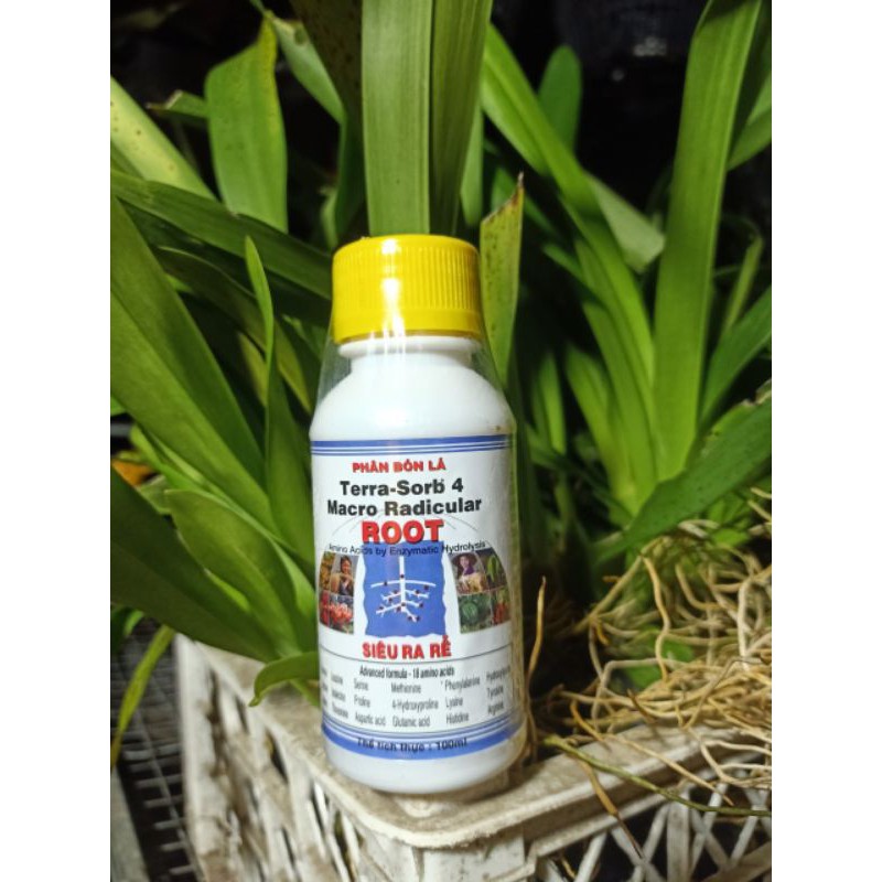 Phân Bón Lá Cao Cấp SIÊU RA RỄ Terra - Sorb 4 Root Chai 100ml