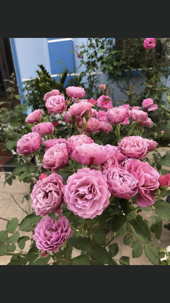 [HCM]Hoa hồng ngoại Aoi Rose