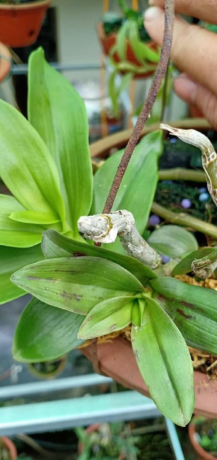 Combo phong lan ( trầm tím+ phi điệp)