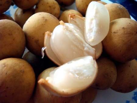 Cây bòn bon ghép .