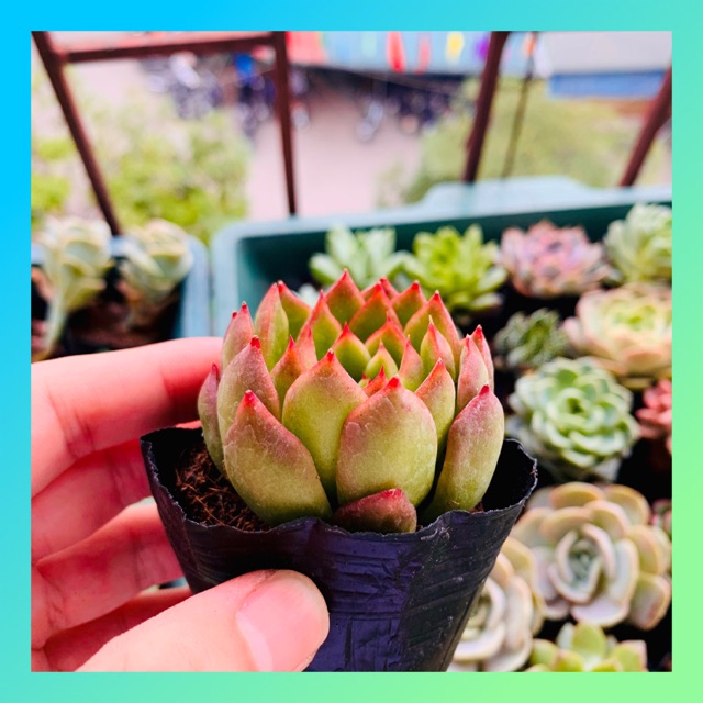 SEN ĐÁ VIỀN LỬA SIZE BÉ SIÊU KHỎE ĐẸP LỖI 1 ĐỔI 1