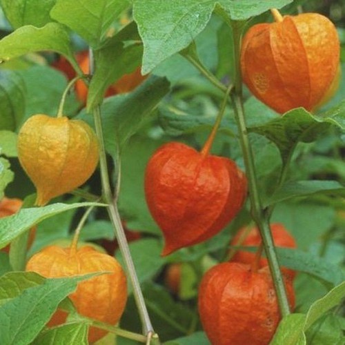 Cây thù lù ,cây tầm bóp, anh đào đất - cây giống